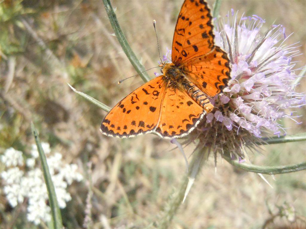 Melitaea didyma? - Si